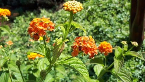 Sommerblume: Orangene Blüten von Wandelröschen. (Foto: SWR)