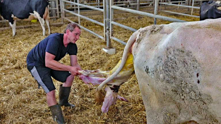 Bauer Engel hilft einer Kuh bei der Geburt ihres Kalbs. (Foto: SWR)