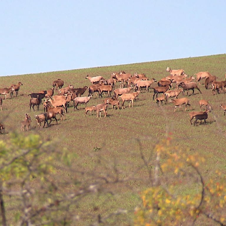 Seit mehreren Jahren treibt bei Kusel eine wilde Schafherde ihr Unwesen und zerstört Felder. (Foto: SWR)
