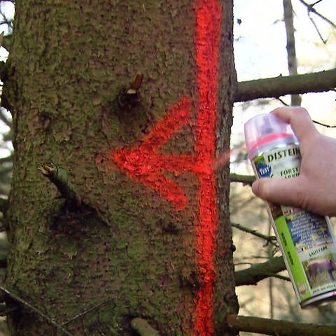 Baumstamm wird im Wald zum Fällen markiert (Foto: SWR)