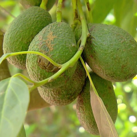 Avocado - Fruchtstand an Baum mit mehreren Avocados (Foto: SWR)