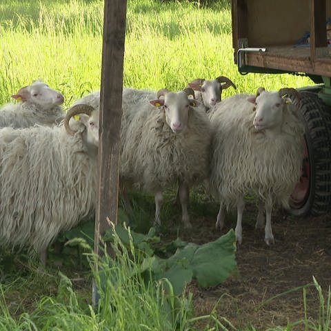 Unbekannte töteten und stahlen fünf Schafe von einer Weide in Worms. (Foto: SWR)