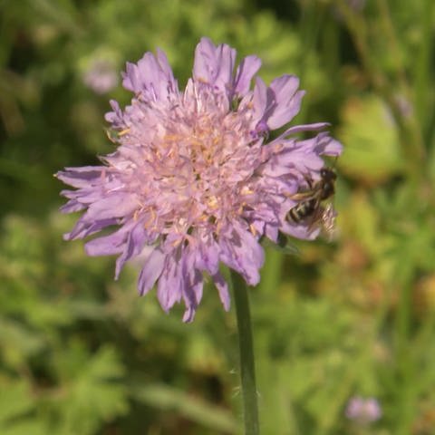 Blume mit Biene (Foto: SWR)