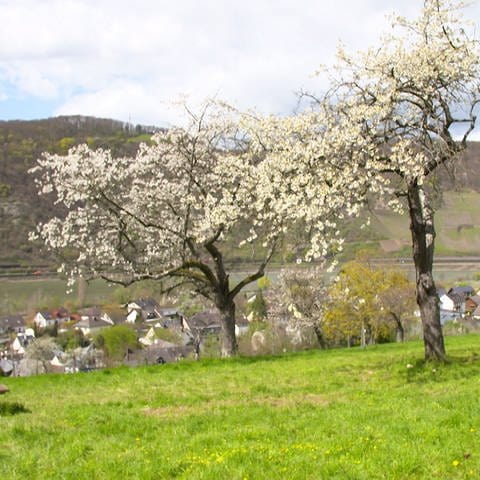 Der sogenannte Geisepitter ist eine alte Kirschbaumsorte. (Foto: SWR)