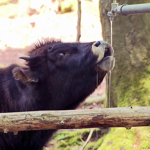 Durst löschen im Wildpark Betzenberg (Foto: SWR)
