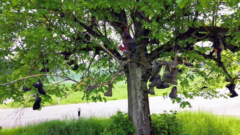 Der Schubaum von Hontheim (Foto: SWR)