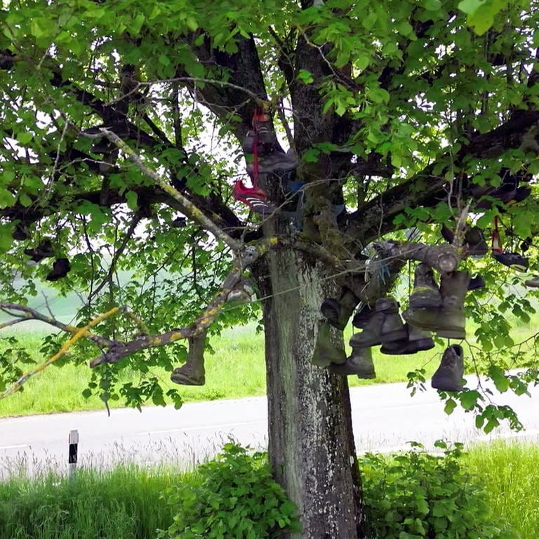 Der Schubaum von Hontheim (Foto: SWR)