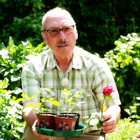 Klaus Zerwes züchtet viele seiner Rosen selbst. (Foto: SWR)