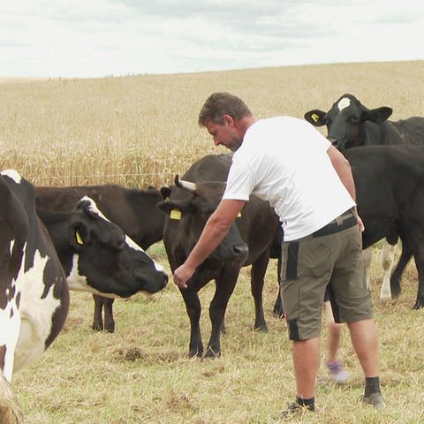 Rinderzüchterin Nura Follmann und ihr Mann legen großen Wert auf das Tierwohl und setzen deshalb auf den Weidenschuss. (Foto: SWR)