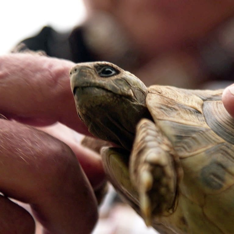 Wolfram Wilke streichelt eine seiner Schildkröten. (Foto: SWR)