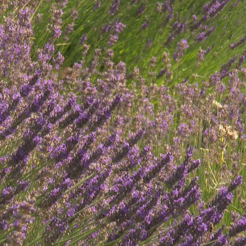 Blühender Lavendel (Foto: SWR)
