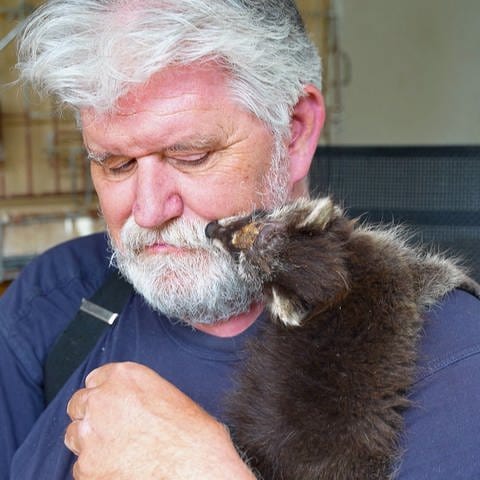 Tierretter Jürgen Völker mit einem Waschbärbaby (Foto: SWR)