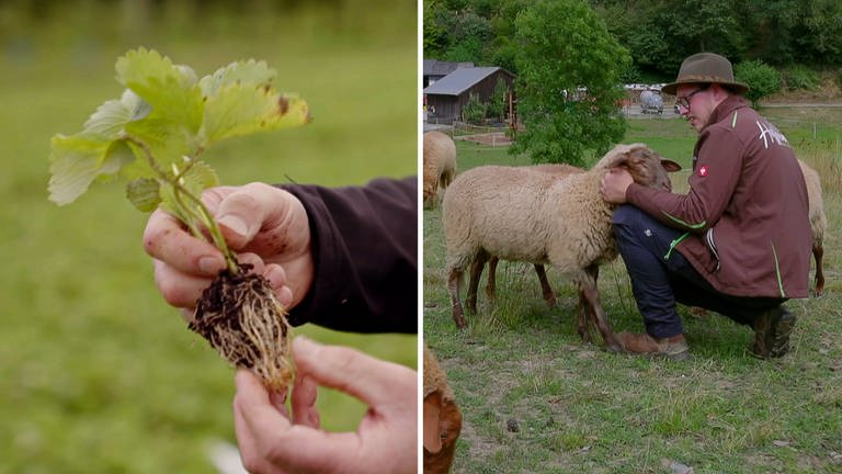 Ein Obsthof in Nußbach steht vor der Herausforderung, Erdbeerpflanzen in die Erde zu bringen. Die Hoffreunde aus dem Hunsrück siedeln ihre Schafherde auf eine neue Grünfläche (Foto: SWR)