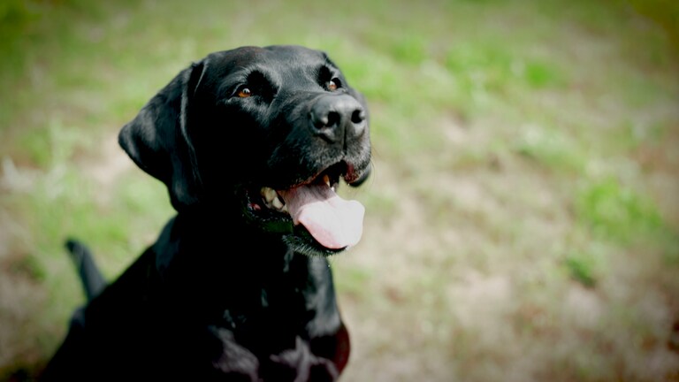 Hund Vitus ist Filmstar (Foto: SWR)