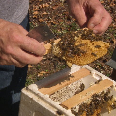 Die Bienenstöcke von Rüdiger Muckel in Wattenheim wurden mehrfach zerstört. (Foto: SWR)