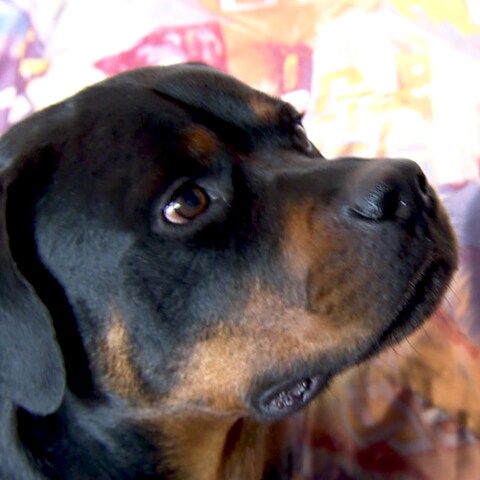 Geldschnüffelhund Mailo (Foto: SWR)