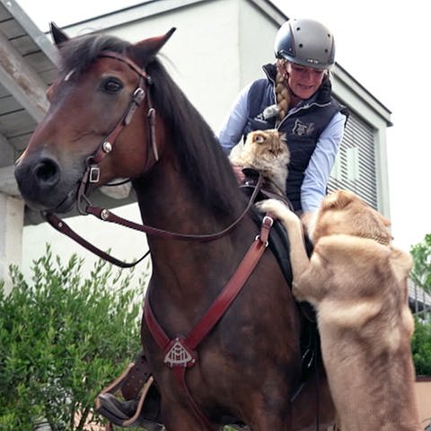 Kater Simba und Wolfhund Jesper reiten mit Pferd Bailey aus. (Foto: SWR)