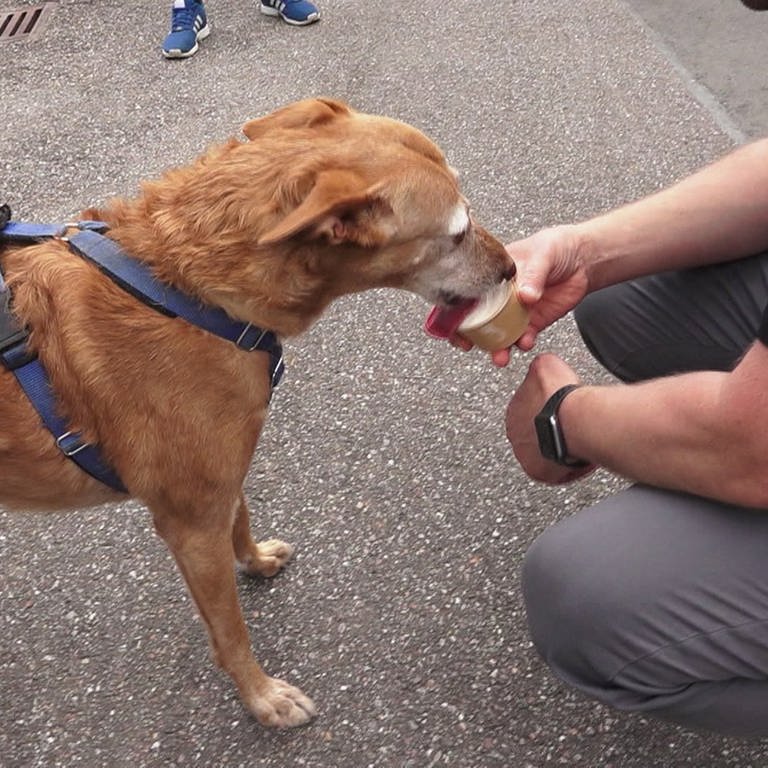 Im Tierheim Esslingen gibt es Eis für Menschen – und Hunde! (Foto: SWR)