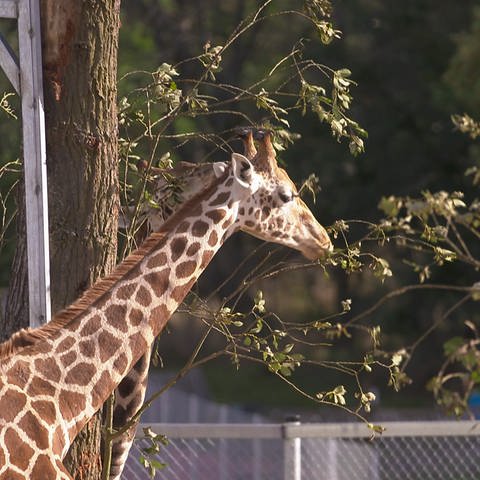 Die Giraffen Elli und Fränky sind in den Tierpark Bell gezogen. (Foto: SWR)