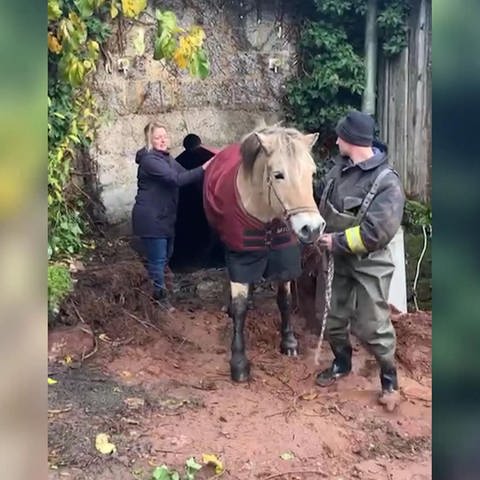 Pferd wird aus Güllegrube gerettet (Foto: SWR)
