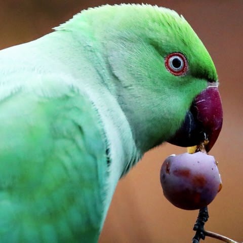 Grüner Halsbandsittich mit einer roten Beere (Foto: SWR)