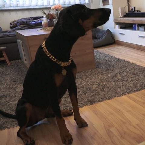 Mittlerweile hat Hund Rocky bei einem neuen Frauchen ein Zuhause gefunden. (Foto: SWR)