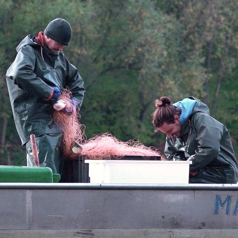 Lars und Hannes Kuhn sind zwei der letzten Berufsfischer auf dem Rhein. (Foto: SWR)