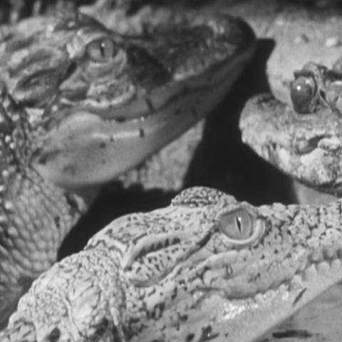 Ein Stuttgarter Zahnarzt hielt in den 50er Jahren Krokodile als Haustiere. (Foto: SWR)