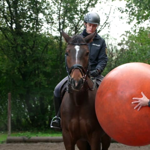 Pferd Finn beim Training der Polizeireiterstaffel Stuttgart (Foto: SWR)