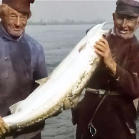 Historische Aufnahme Rheinfischer (Foto: SWR)