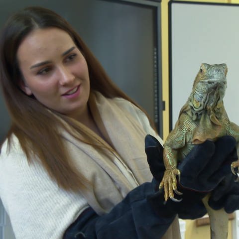 Eine Auszubildende zur Tiermedizinischen Fachangestellten mit einer Leguandame. (Foto: SWR)