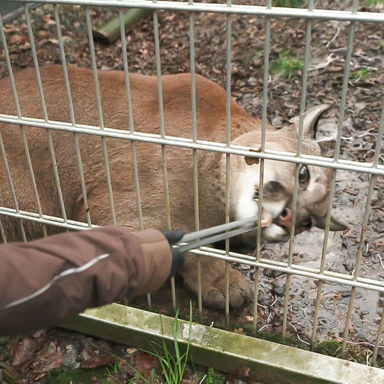 Puma Tikam hat in der Wildtierstation in Maßweler ein Gehege nur für sich allein. (Foto: SWR)