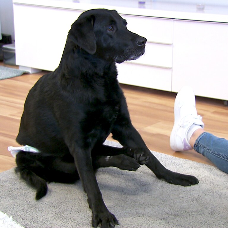 Labrador Nerone lebt mit Handicap (Foto: SWR)