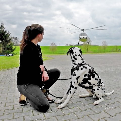 Hund Mailo wird Rettungshund ausgebildet. (Foto: SWR)