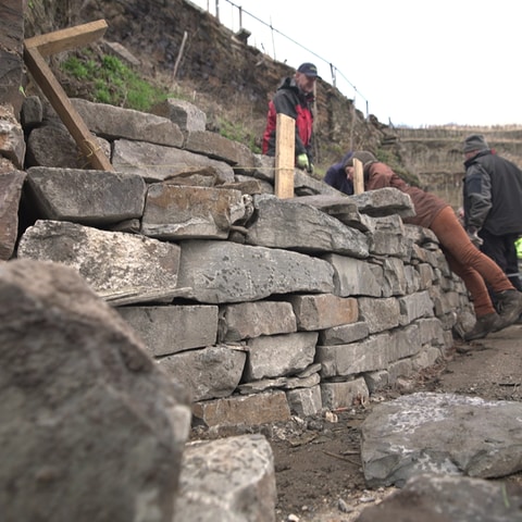 Eine Gruppe von Kursteilnehmern mauert eine Trockenmauer (Foto: SWR)