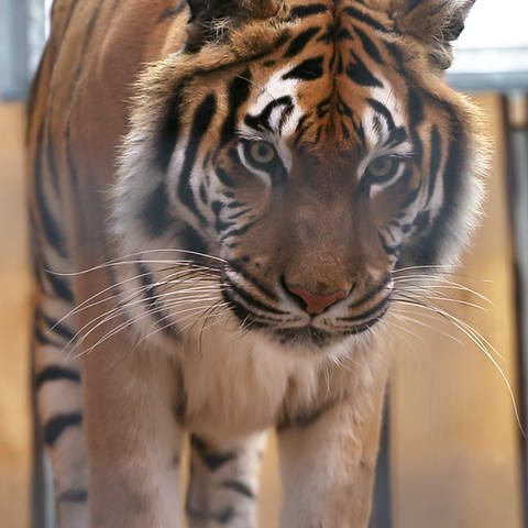 Tigerin Cara (Foto: SWR)