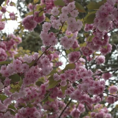 Japanische Kirschblüten (Foto: SWR, SWR)