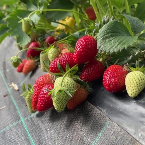 Erdbeeren (Foto: SWR)