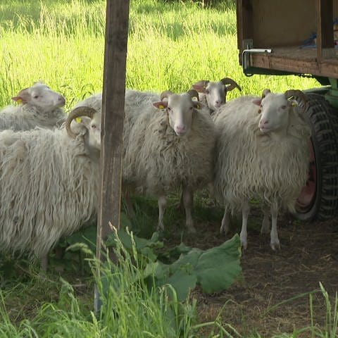 Unbekannte töteten und stahlen fünf Schafe von einer Weide in Worms.