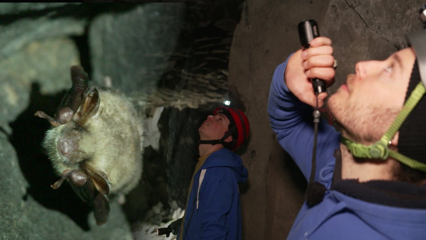 Naturschützer besuchen Fledermaushöhle (Foto: SWR)