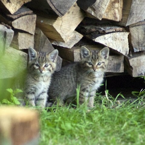Wildkatzen bei Holzstapel