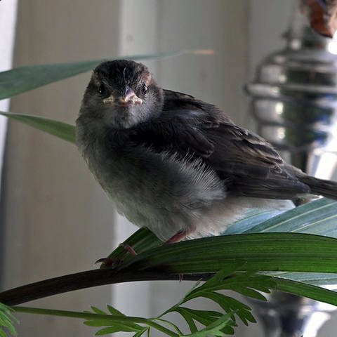 Spatz sitzt in Zimmerpflanze (Foto: SWR)
