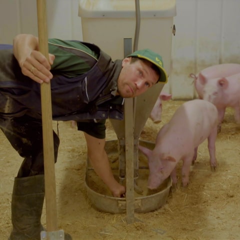 Johannes Baur vom Gut Baumgries in seinem Schweinemastbetrieb in Eglingen. (Foto: SWR)