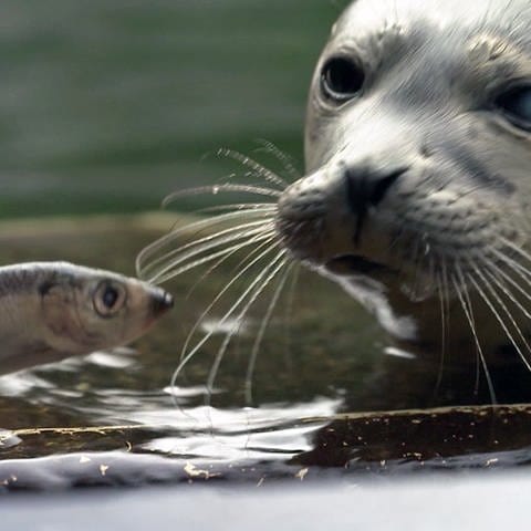 Seehund starrt auf Fisch in Menschenhand