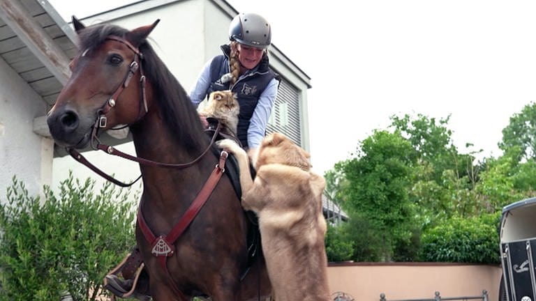 Kater Simba und Wolfhund Jesper reiten mit Pferd Bailey aus. (Foto: SWR)