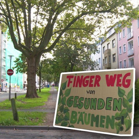 In Koblenz kämpfen die Anwohner der Südallee für den Erhalt der Bäume. (Foto: SWR)