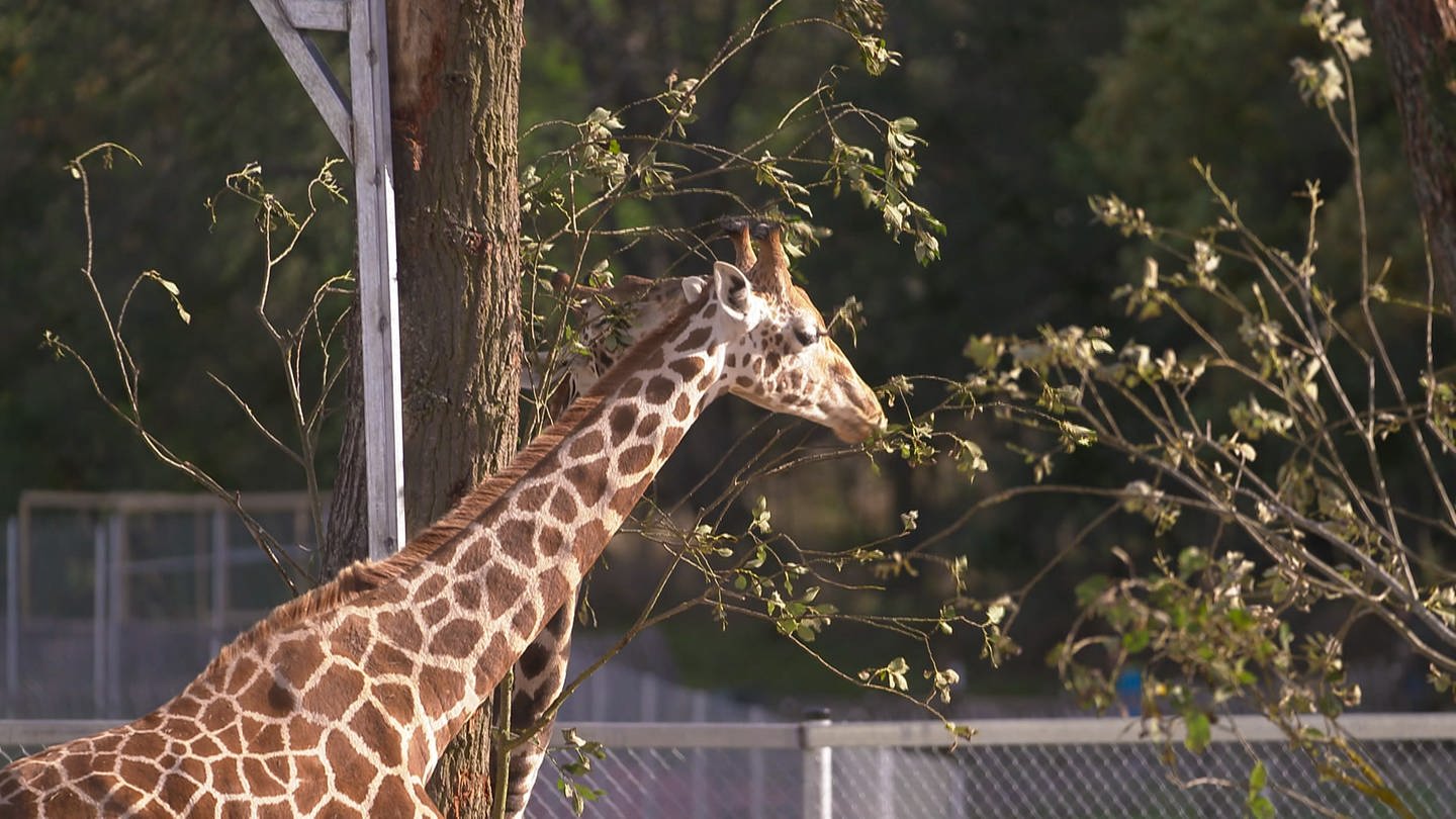 Die Giraffen Elli und Fränky sind in den Tierpark Bell gezogen. (Foto: SWR)