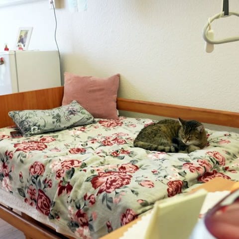 Katze auf Bett im Altenheim