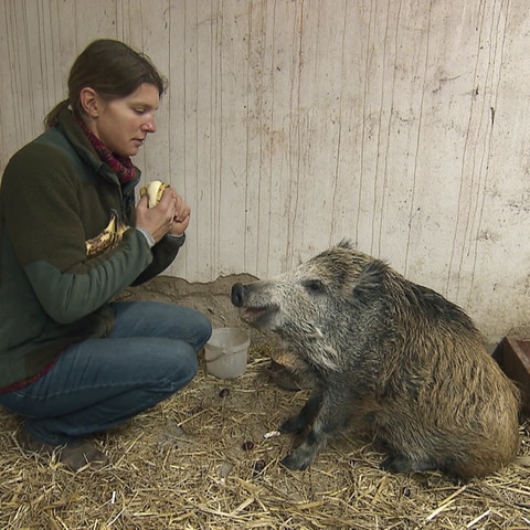 Jägerin Julia Telohe und ihr Zögling, das Wildschwein Knurzi sitzen im Stall
