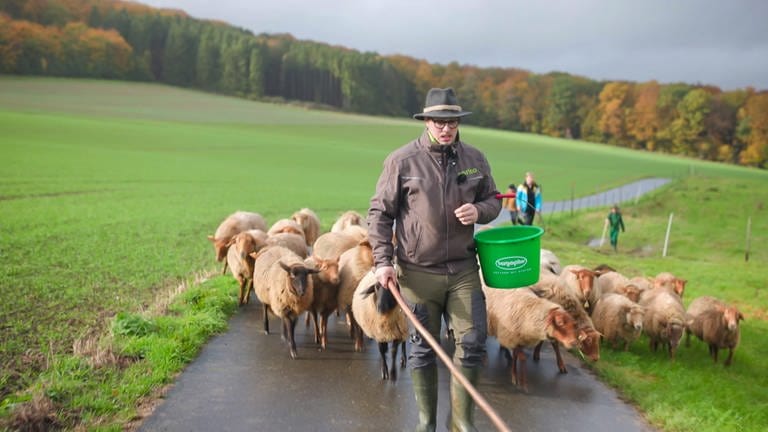 Aus Angst vor dem Wolf: Die Hoffreunde Weitersbach bringen ihre Schafe früher in den Stall als geplant. (Foto: SWR)